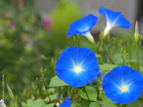 青いアサガオの花