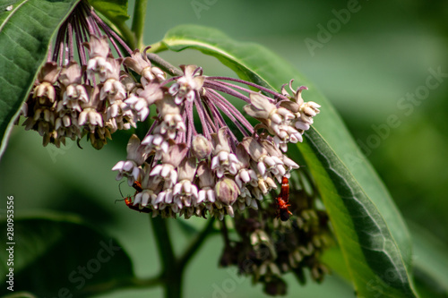 Pink flowers of Asclepias syriaca, commonly called common milk weed, butterfly flower, silk weed, silky swallow-wort, and Virginia silkweed, foliage and flowers photo