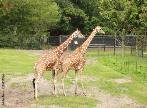 Pair of Giraffees © Sandra G Arts Photos
