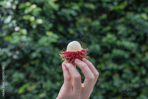 pealed rambutan in hand with leaves background photo