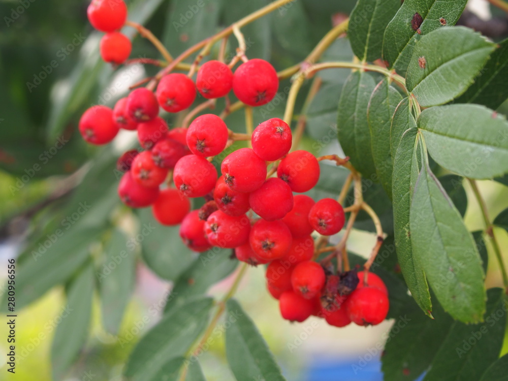 Fototapeta premium Quickbeam (Sorbus aucuparia) July 2019 Szczwcin Poland
