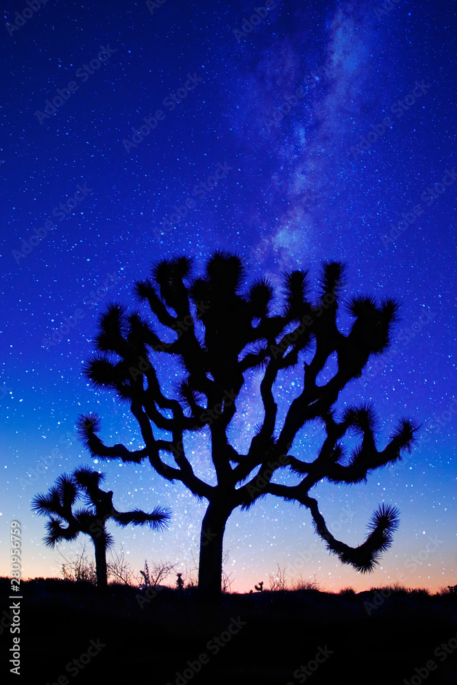 Joshua Tree silhouetted with Milky Way, Josh Tree National Park Joshua Tree silhouetted with Milky Way, Josh Tree National Park