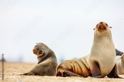 Seal colony in Namibia
