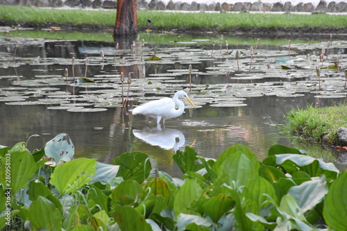 heron in lake