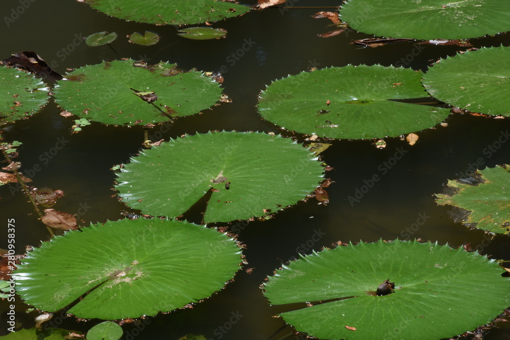 green water lily