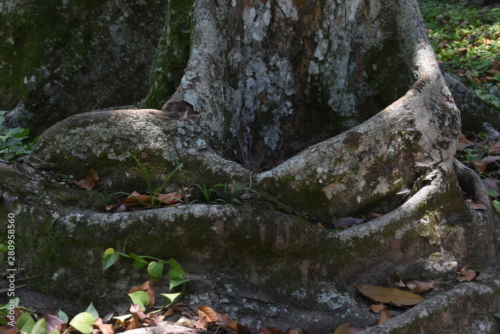 root in forest