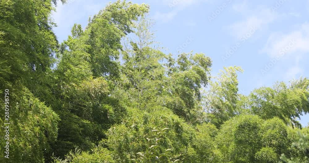 風に揺れる竹林の梢と青空 風に揺れる竹林の梢と青空