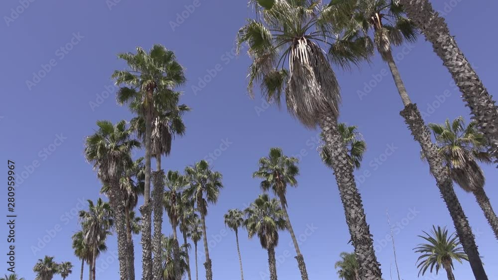 Palm trees on perfectly blue sky background.