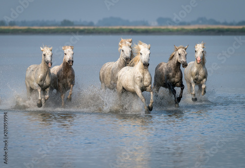 Herd of white horses running through the water.  Image taken in Camargue  France.