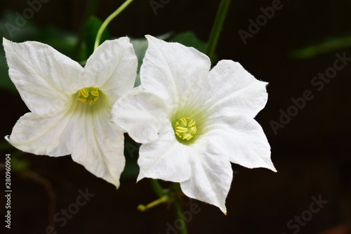 white flower on black background