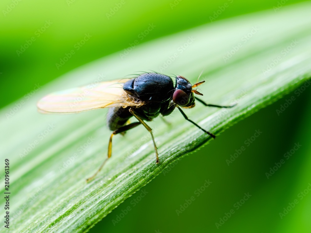 Fototapeta premium Colorful Blue Fly Drosophila Diptera Insect on Green Grass Macro