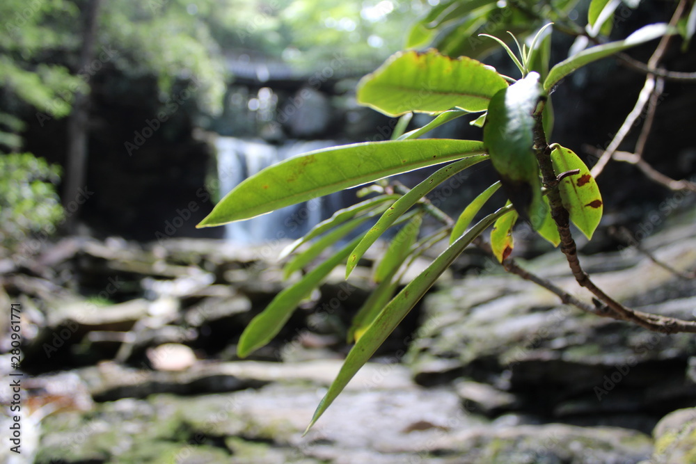 Fototapeta premium Leaf and Falls