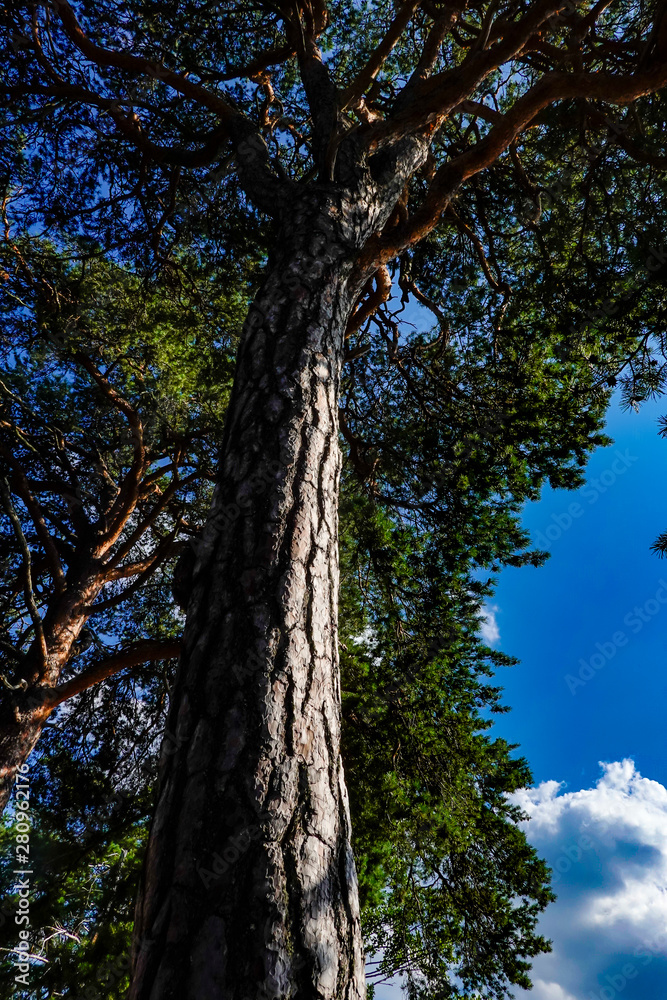 Fototapeta premium Stockholm, Sweden Pine trees and the sky on a deserted island in Lake Malaren.
