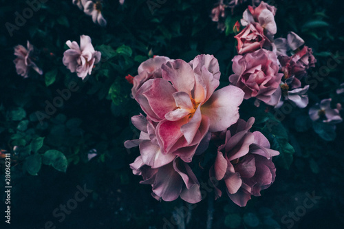 Garden Roses