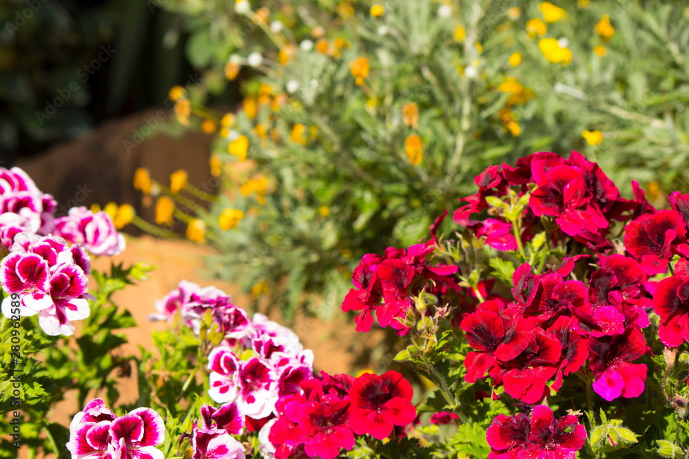 Fototapeta premium Colorful flowers in purple, orange and red tones