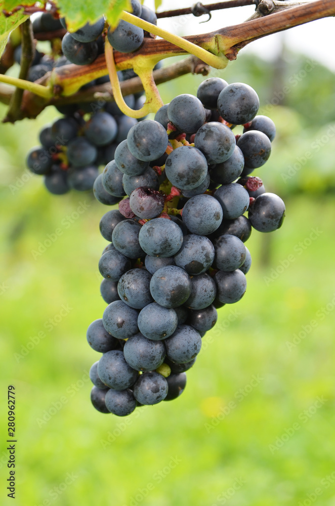 Close-up of bunches of ripe red wine grapes  