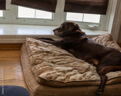 Wallpaper Mural Overhead view of chocolate lab senior dog as he relaxes on his orthopedic bed Torontodigital.ca