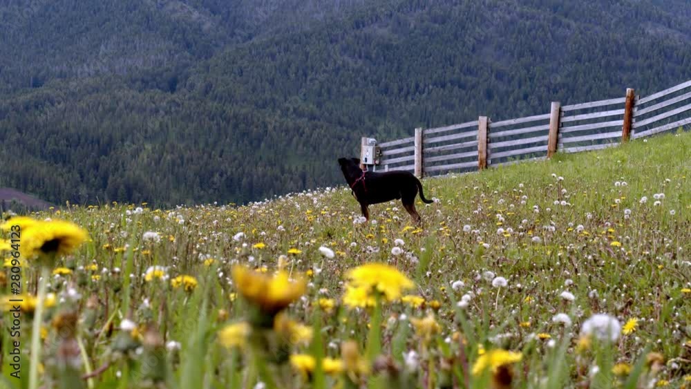Small black dog in a dandelion patch looking towards the mountains. Small black dog in a dandelion patch looking towards the mountains.