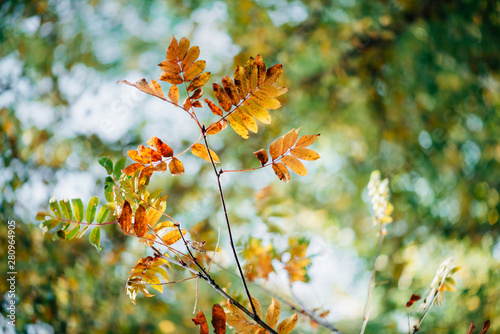 Wild rowan branch in autumn forest on sky bokeh background. Orange fall leaf in sunlight close-up. Autumn woodland backdrop with colorful rich flora in sunny light. Yellow rowan leaves in backlight. © Daniil