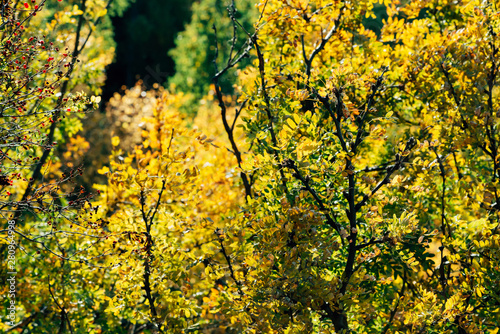 Foliage of caragana arborescens in sunset. Scenic autumn rich flora in golden hour. Colorful yellow acacia in sunrise. Multicolor bokeh plant nature background in sunlight. Sunny fall natural backdrop