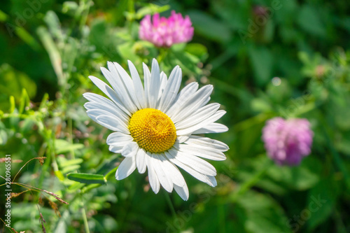 Fototapeta Naklejka Na Ścianę i Meble -  Camomile flower close-up on a background of green grass.
