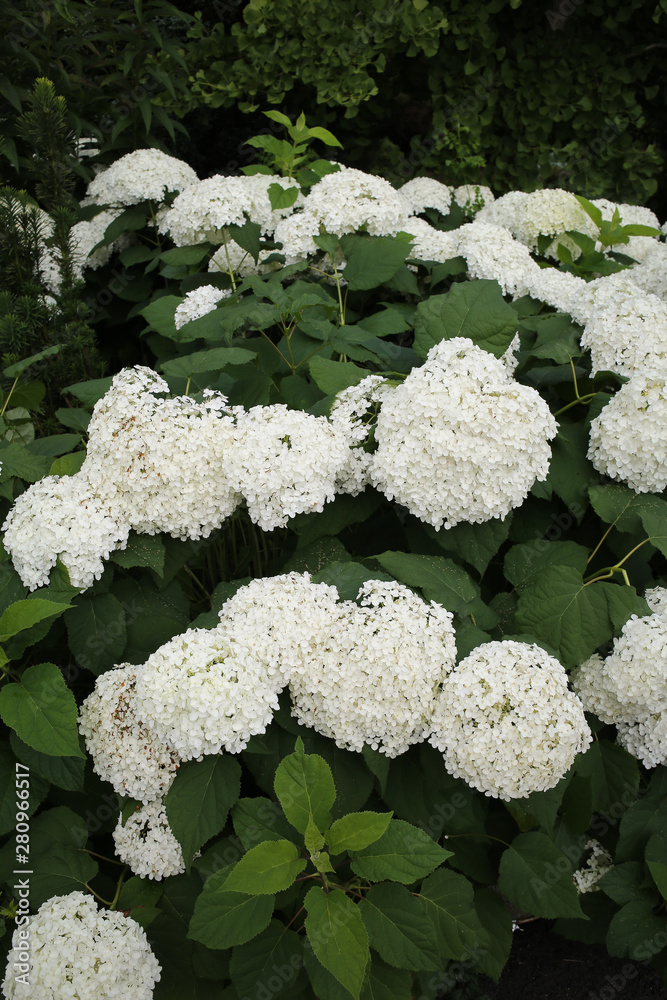 White Hydrangea Bush White Hydrangea Bush