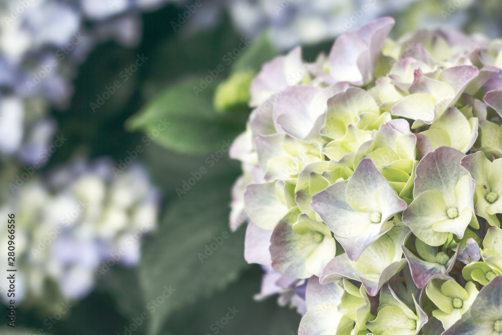 A closeup view of violet and green hydrangea flowers in a garden A closeup view of violet and green hydrangea flowers in a garden