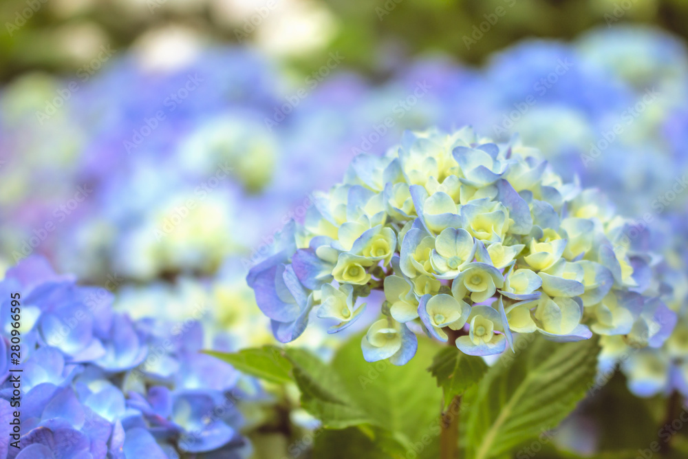 A closeup view of violet and white hydrangea flowers in a garden A closeup view of violet and white hydrangea flowers in a garden