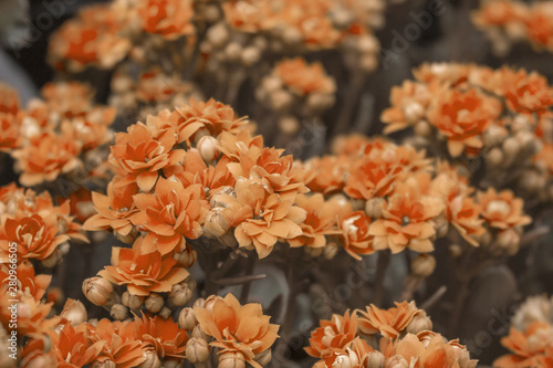 A bokeh closeup of faded orange kalanchoe flowers