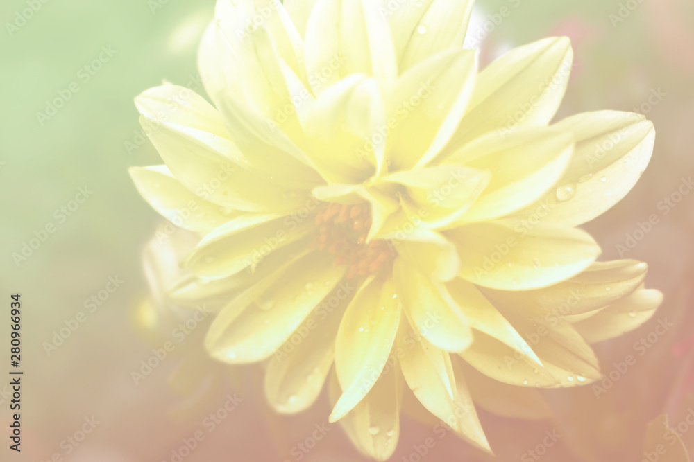 A filtered concept background, featuring a beautiful golden yellow dahlia flower