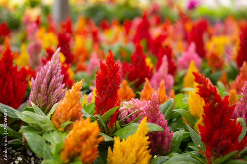 A garden full of warmed colored celosia flowers © DAVID