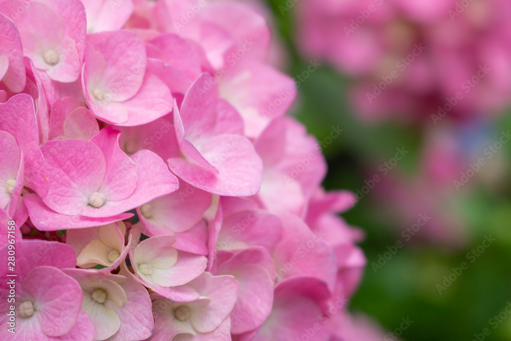 A closeup view of magenta or pink colored hydrangea flowers in a garden