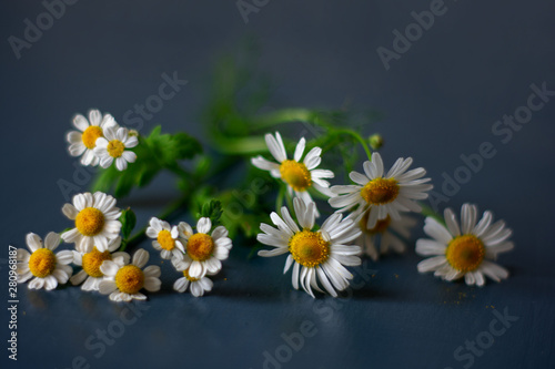 Daisy flowers on turquoise background  summer concept