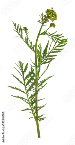Tansy  Tanacetum vulgare not yet in bloom isolated on white background