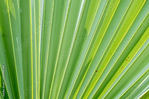 Close up of palm leaf texture pattern background
