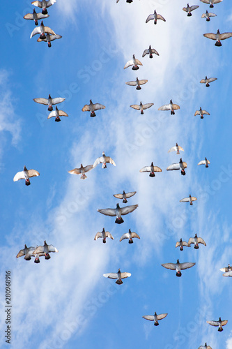flock of speed racing pigeon flying against beautiful clear blue sky