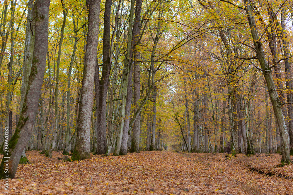 Scenery in a mountain forest in the fall, with beautiful foliage and trees