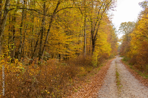 Scenery in a mountain forest in the fall  with beautiful foliage and trees