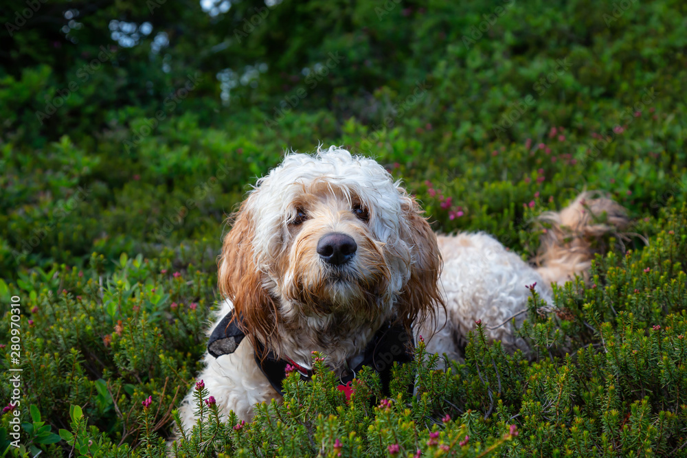 Cute and Adorable Dog, Goldendoodle, is relaxing on green grass in nature. Taken in Cypress Provincial Park, West Vancouver, British Columbia, Canada.