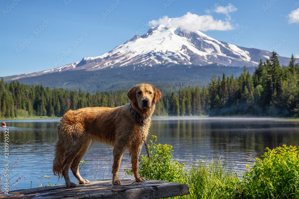 Golden Retriever is standing by the beautiful lake with Hood Mountain Peak in the background during a vibrant sunny summer day. Taken from Trillium Lake, Mt. Hood National Forest, Oregon, United State