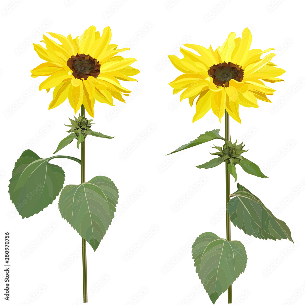 Obraz premium set of two sunflower flowers isolated on white background