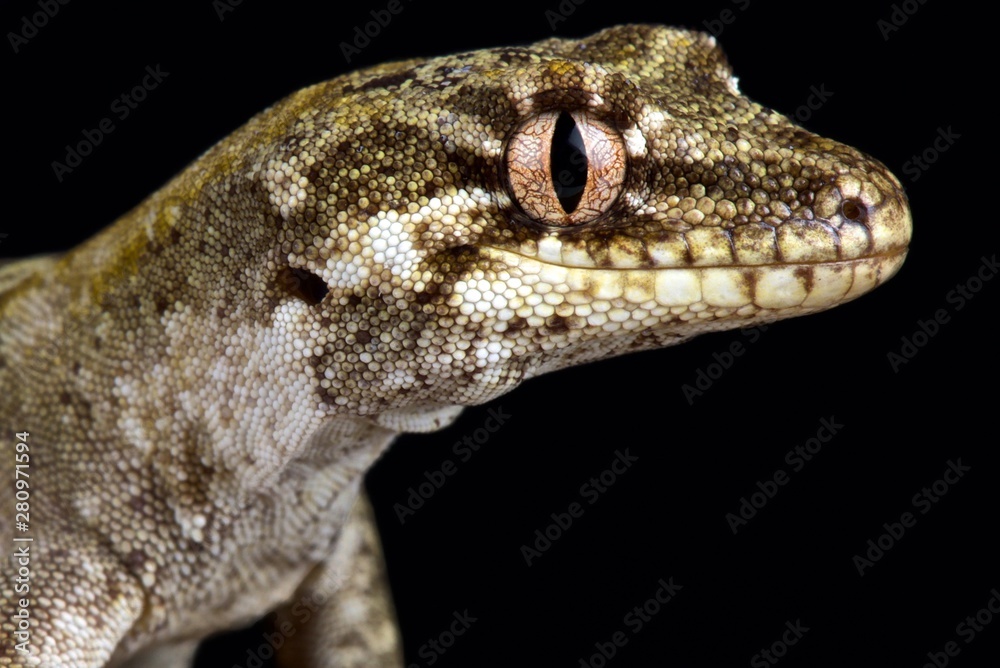 Naklejka premium Forest gecko (Mokopirirakau granulatus)