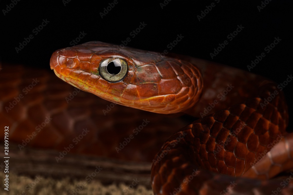 Fototapeta premium Smooth machete snake (Chironius scurrulus)