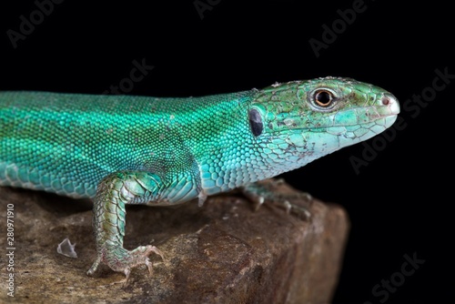 Caucusus emerald lizard  Lacerta strigata 