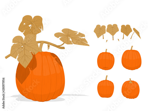 Isolated dry components of pumpkins on transparent background
