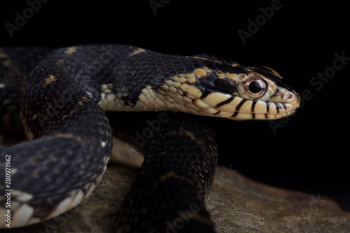 Florida water snake (Nerodia fasciata pictiventris) © mgkuijpers