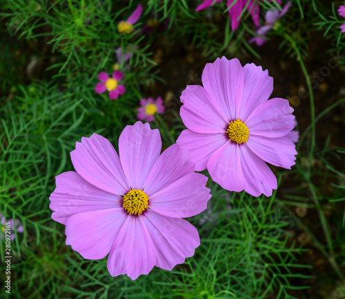 Pink Cosmos flowers in the garden