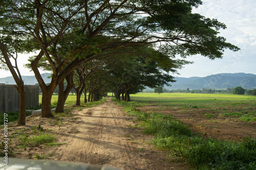 Big tree in the meadow Kui Buri Prachuap Khiri Khan Western Thailand