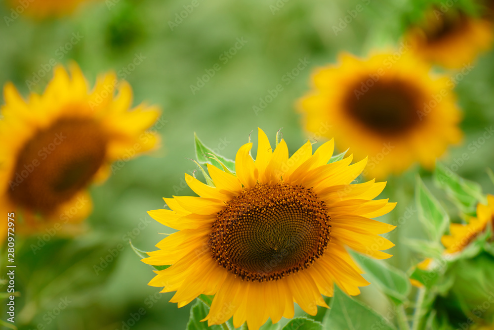 Sunflower field - bright yellow flowers, beautiful summer landscape Sunflower field - bright yellow flowers, beautiful summer landscape