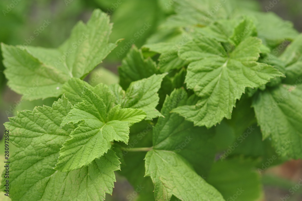 Green juicy leaf currant bush suitable for brewing tea Green juicy leaf currant bush suitable for brewing tea